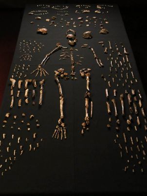 This skeletal layout of a Dinaledi specimen
