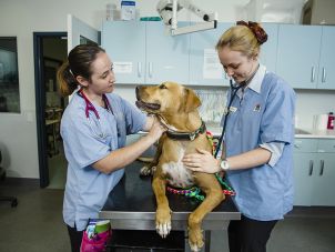 Vet students in the JCU Vet clinic with a patient 