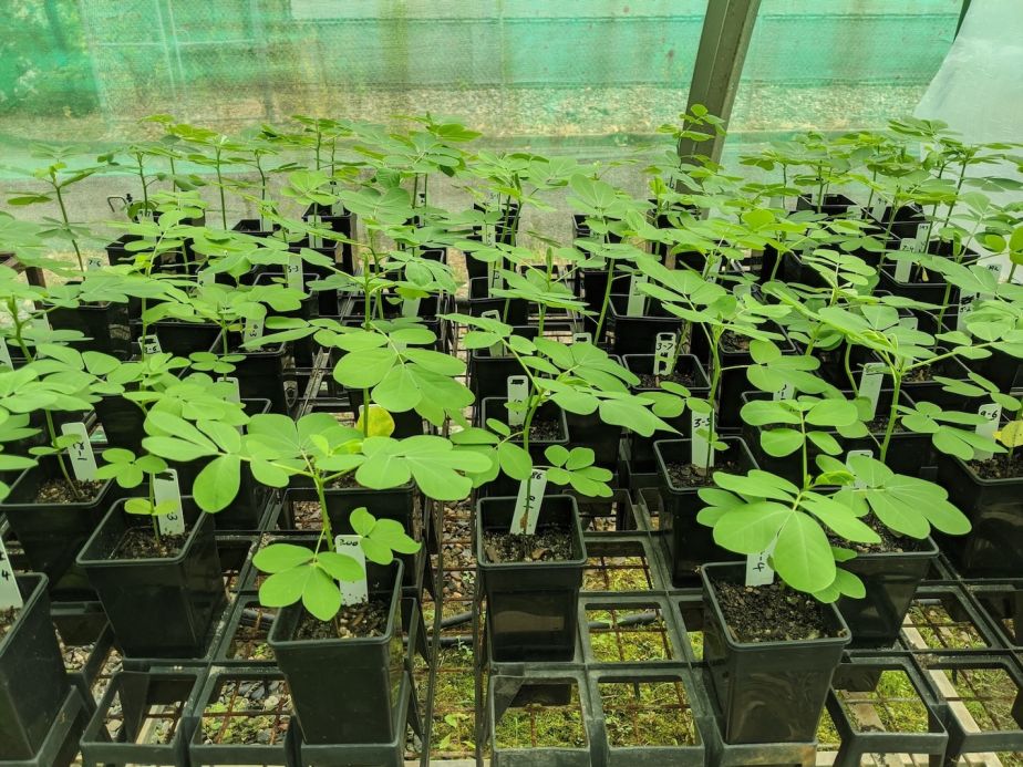 An experiment being conducted on sicklepod weeds, similar to what could be conducted in JCU鈥檚 planned the Northern Australia Plant Biosecurity Facility.