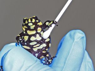 Corroboree frog getting tested for chytridiomycosis 